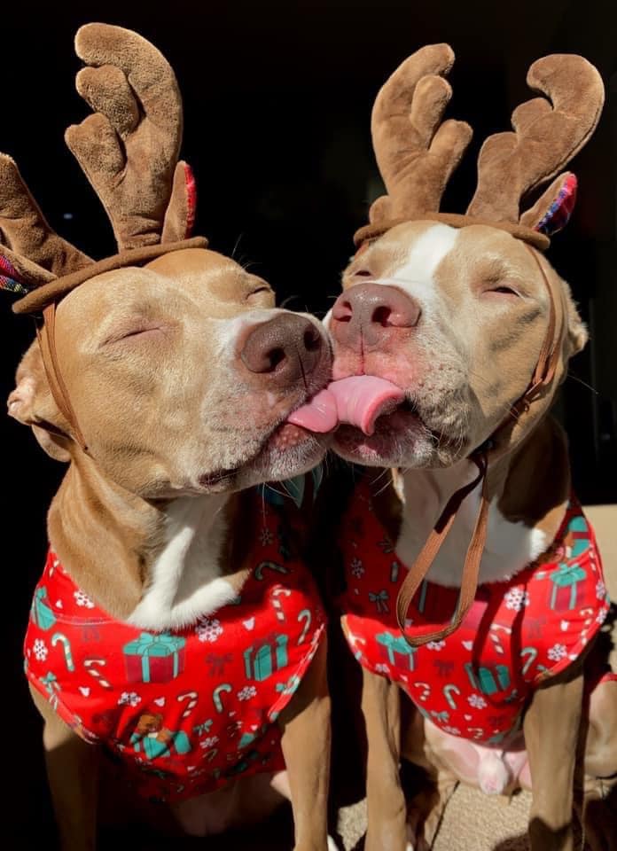 Christmas dogs