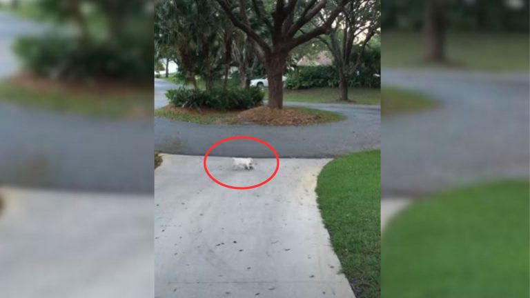 puppy struggling in the yard