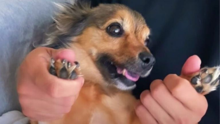 Disabled Puppy Left In A Ditch Cries For 3 Days