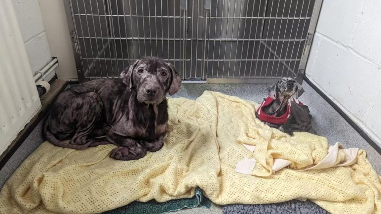 two dogs in critical condition