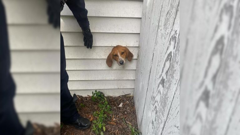 dog head stuck in dryer vent