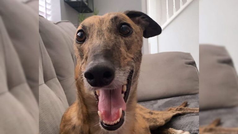 photo of a dog on a couch