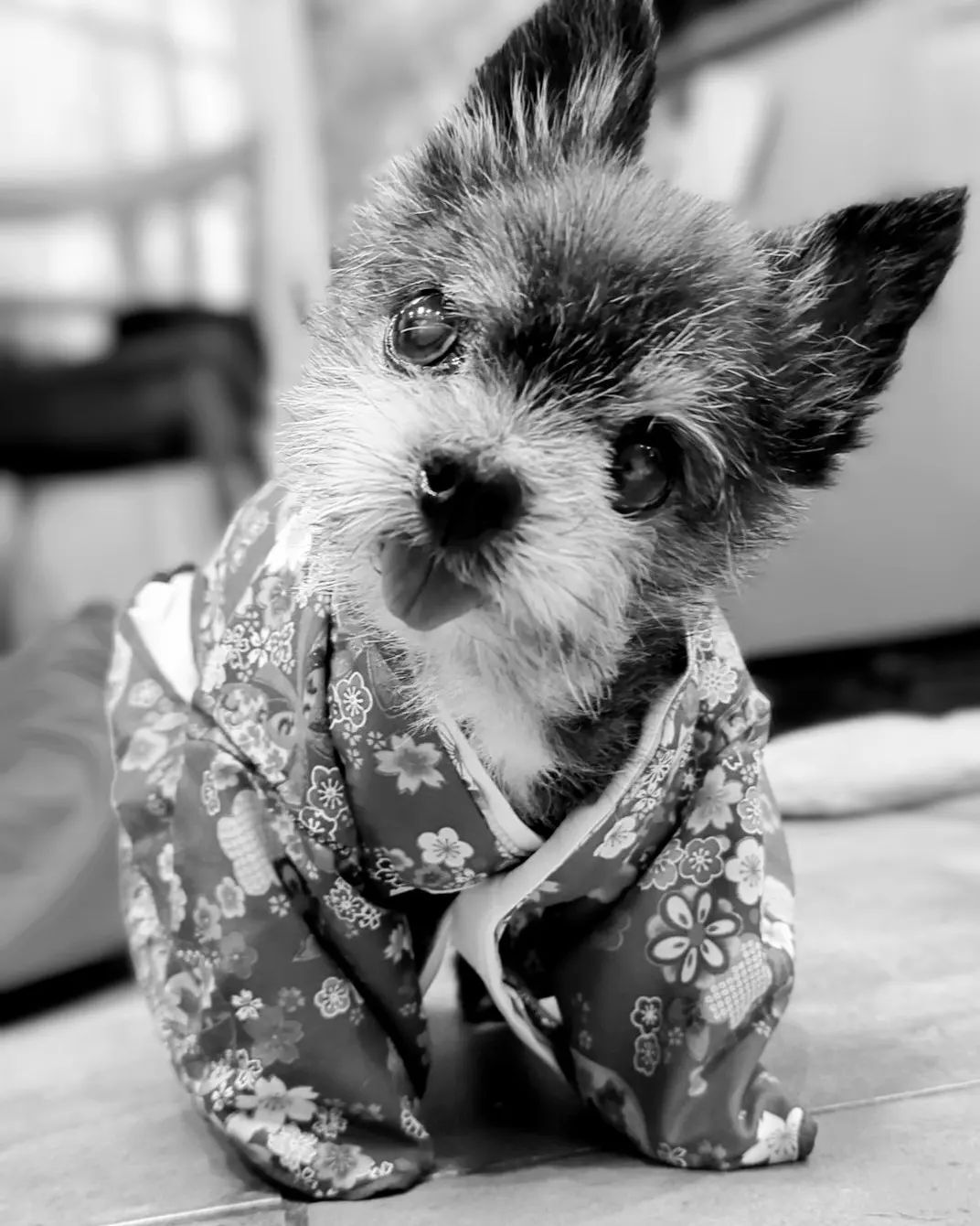 Dog in Japanese clothes