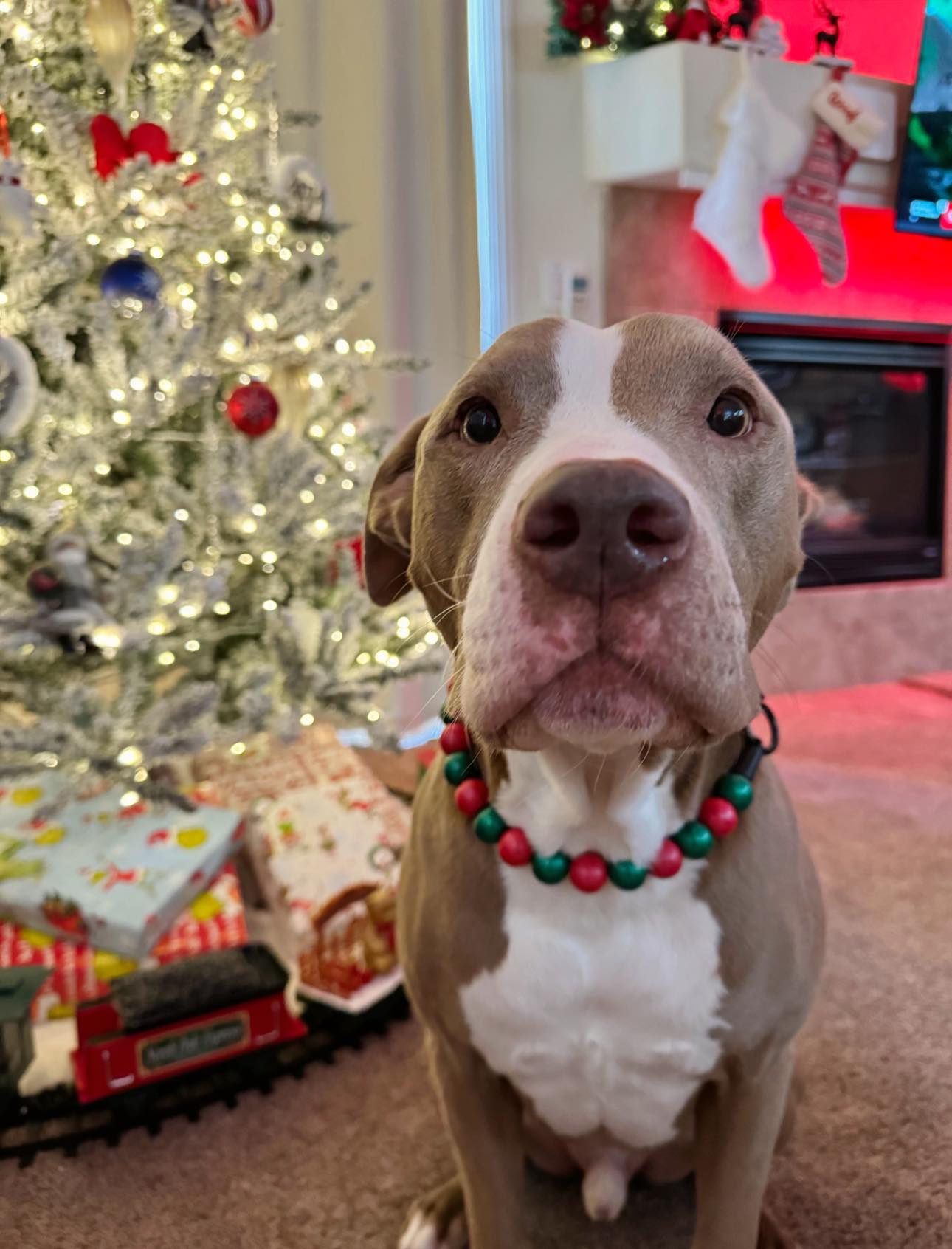 Dog sitting next to Christmas tree