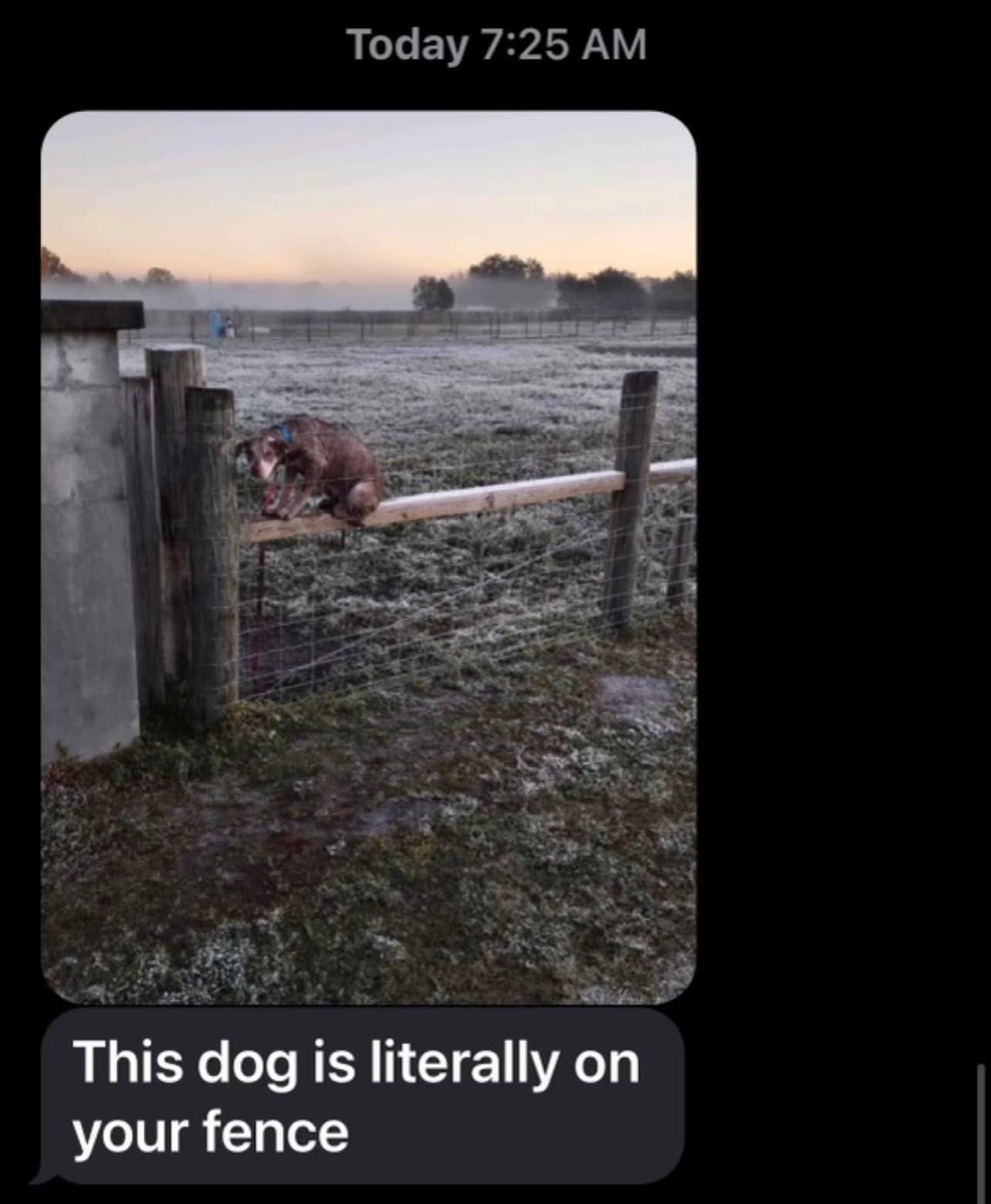 Dog sitting on a fence
