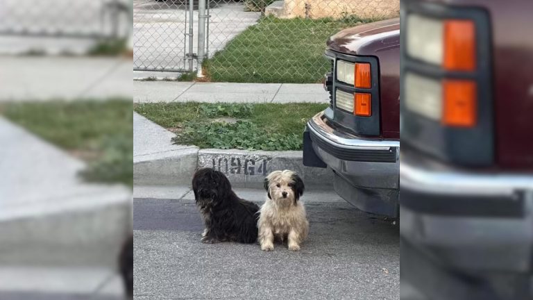 two dogs sitting by a car