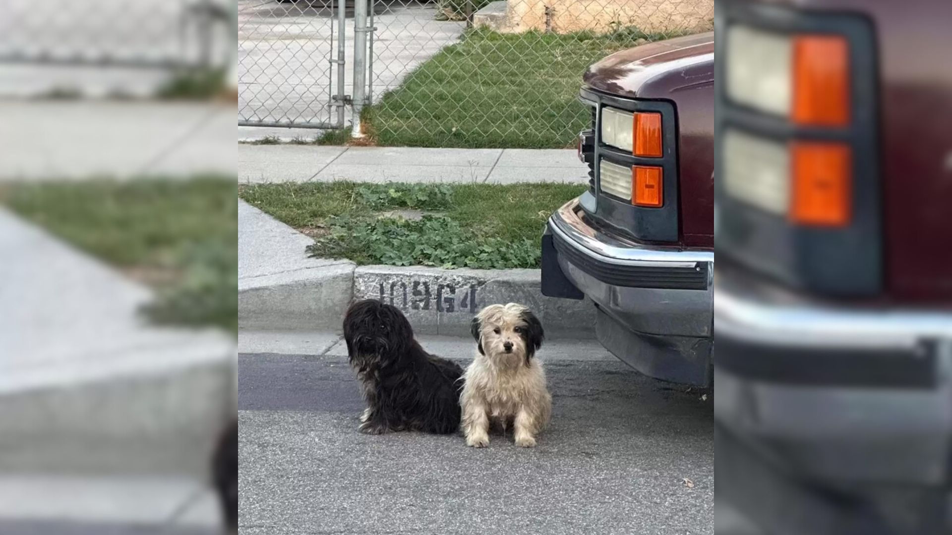 Bonded Pair Of Dogs Stay By Each Other’s Side After Their Owners Abandon Them