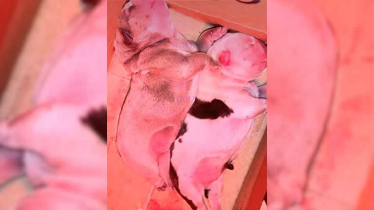 puppies found near the road