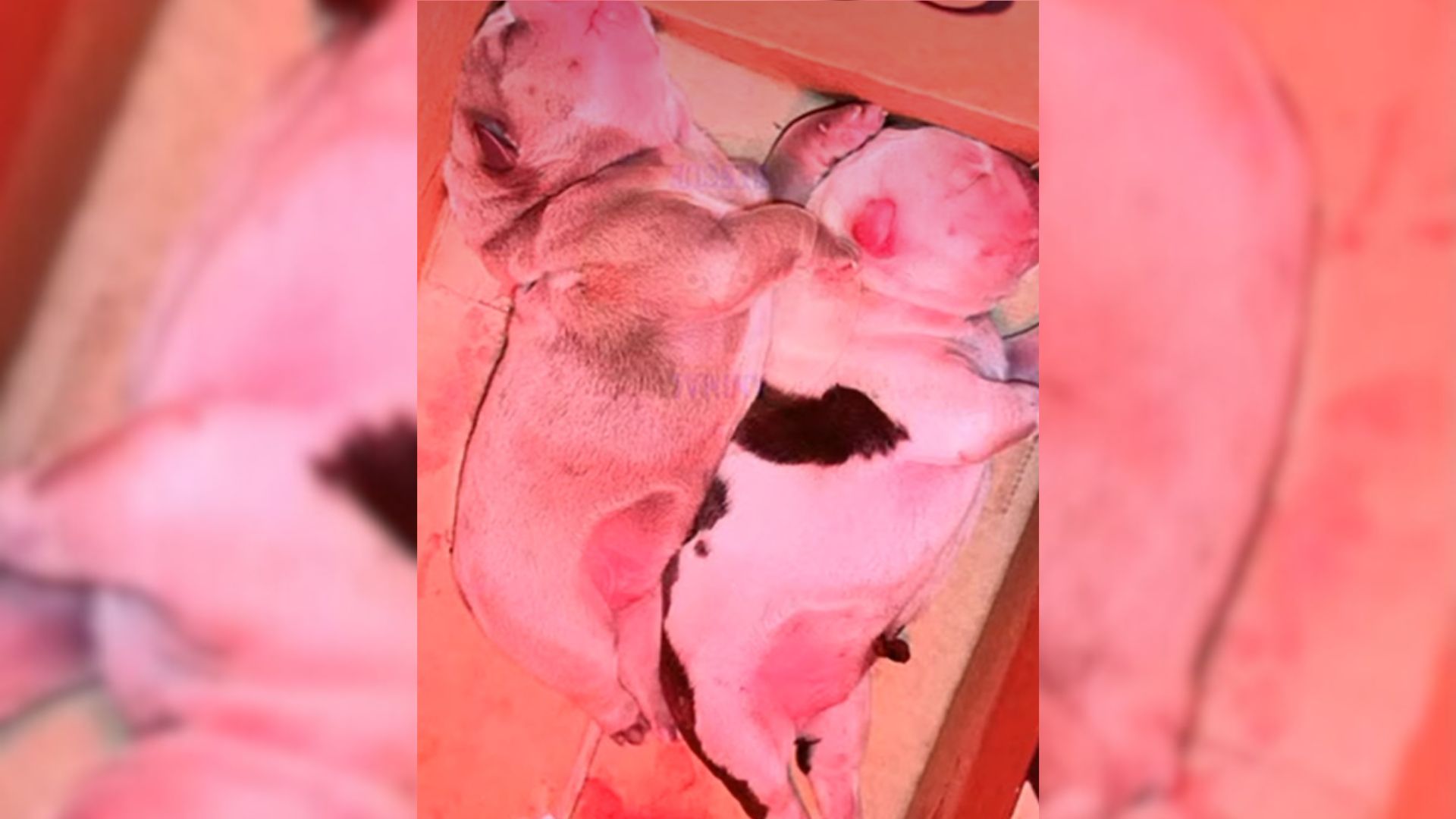 puppies found near the road