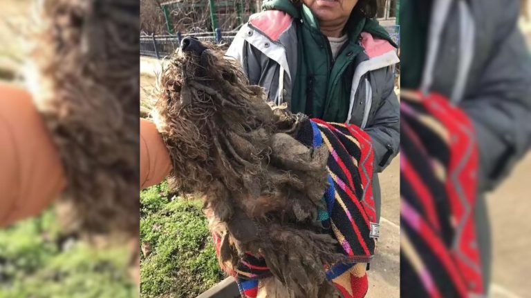 extremely matted dog