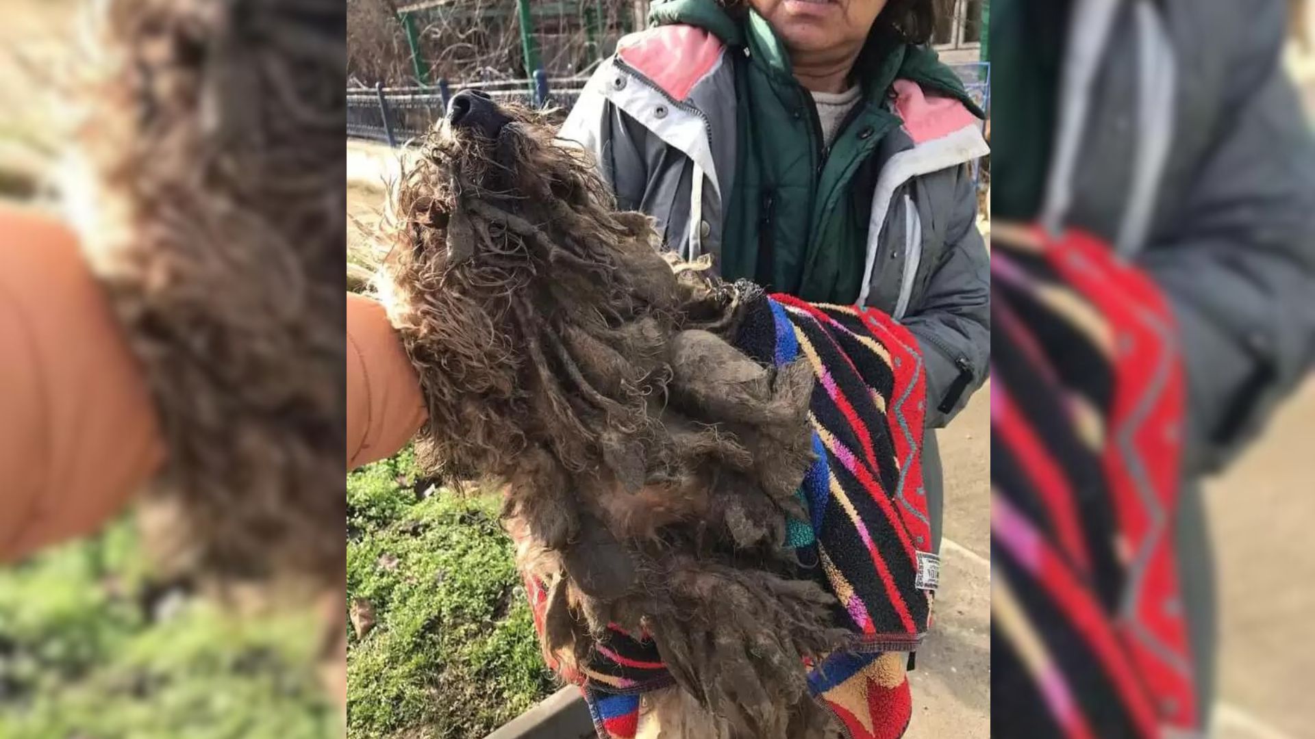 This Matted Dog Desperately Needed Help But Then Someone Amazing Came To His Aid