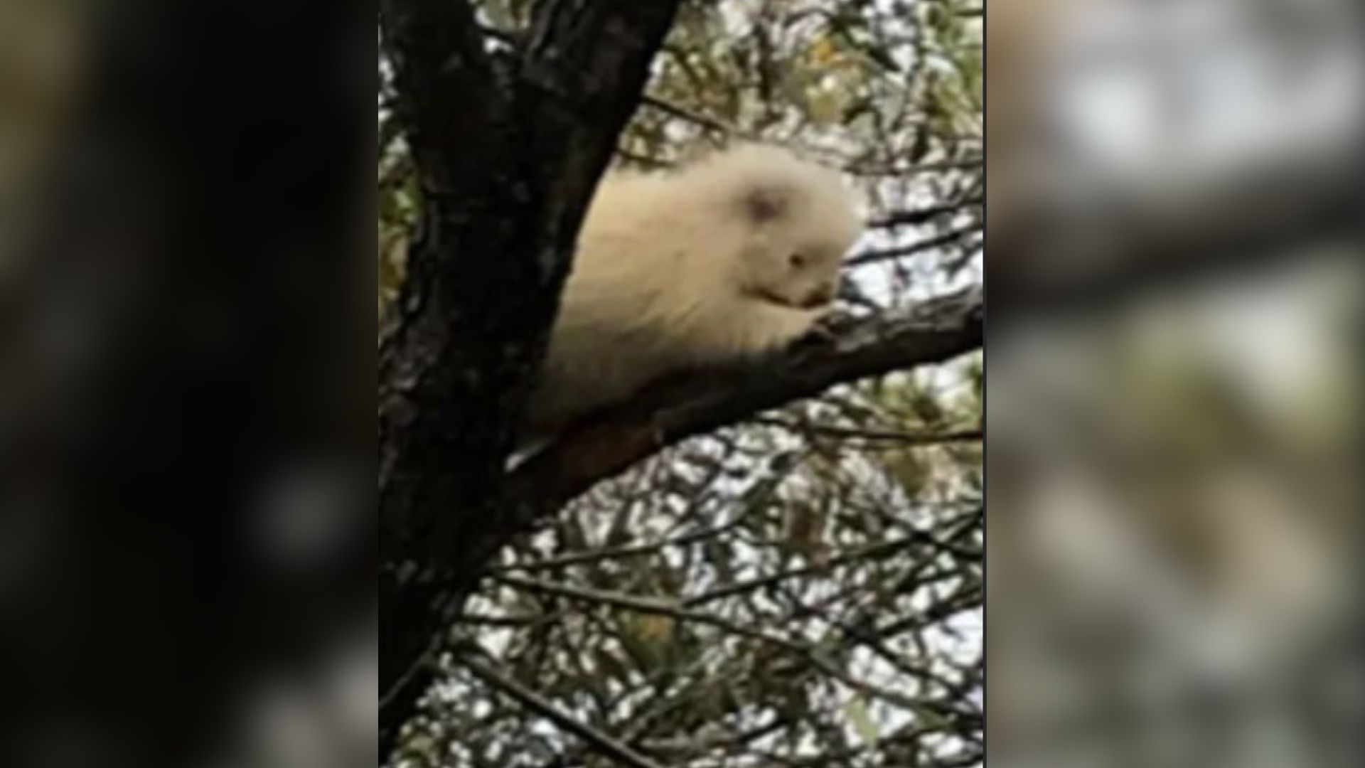 albino animal hiding in the tree