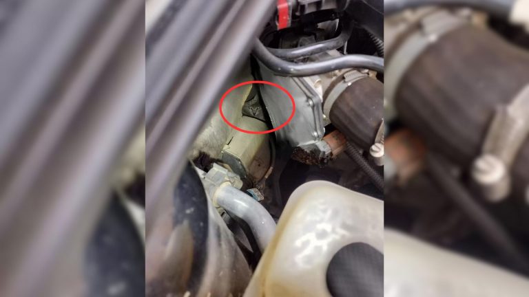 cat stuck near car engine