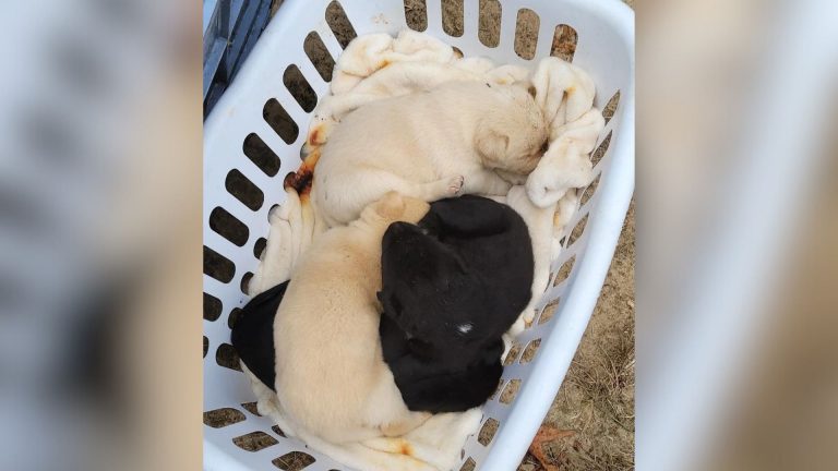 puppies in a plastic laundry basket