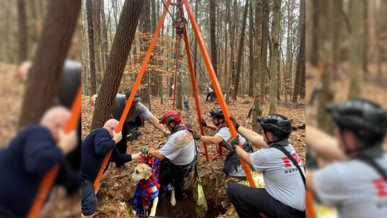 firefighters rescuing great dan from a well