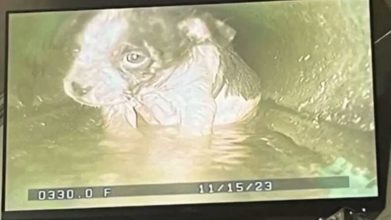 puppy saved from sewer drain