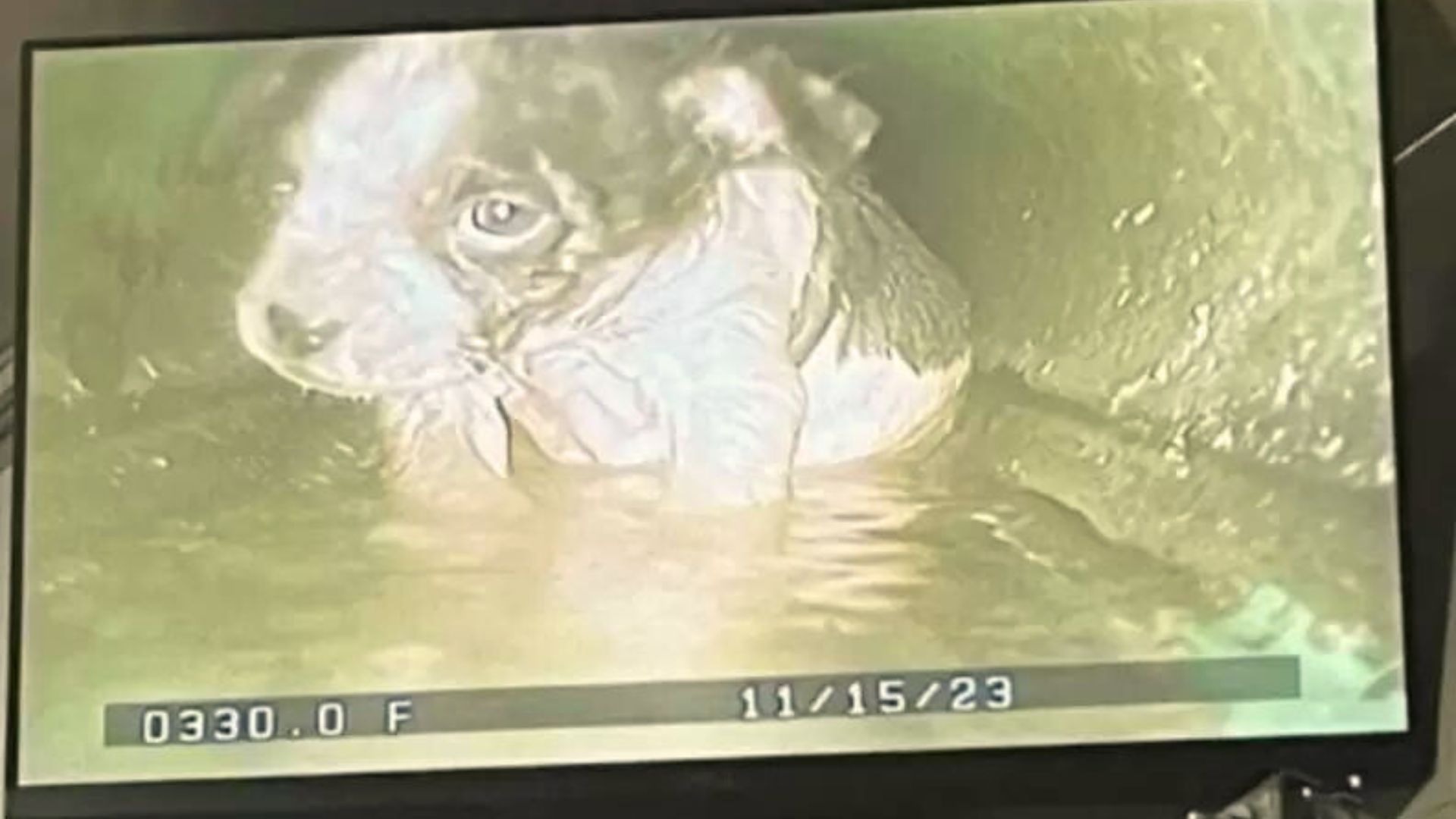 Rescuers Were Shocked When They Found A Small Puppy In The Sewer Drain