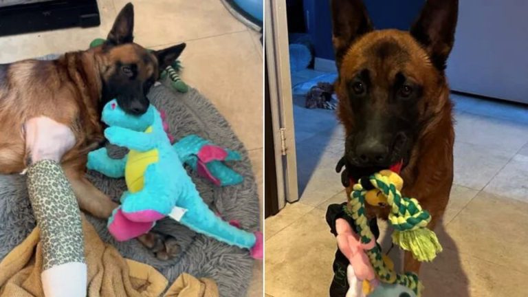 german shepherd with a toy