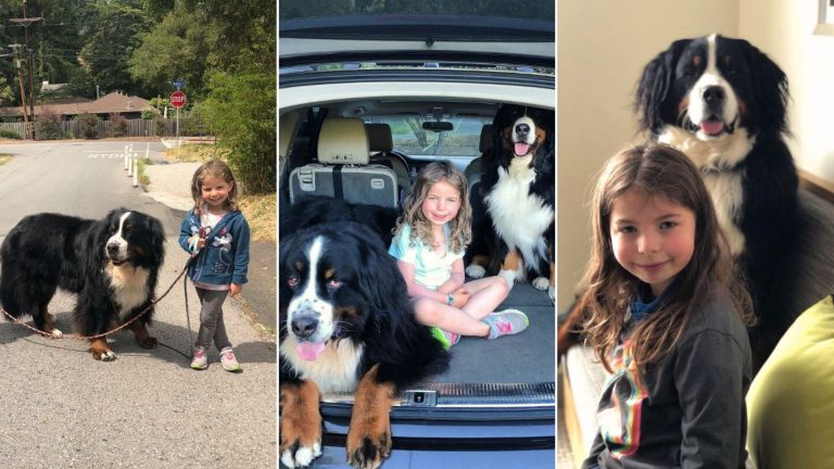 giant dogs and little girl