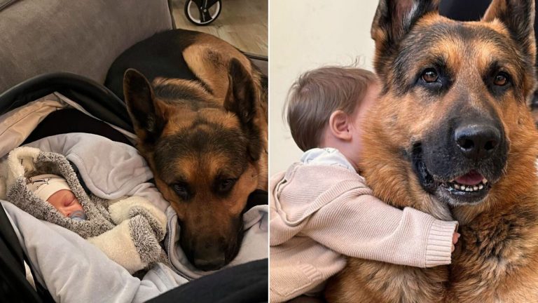 german shepherd with baby