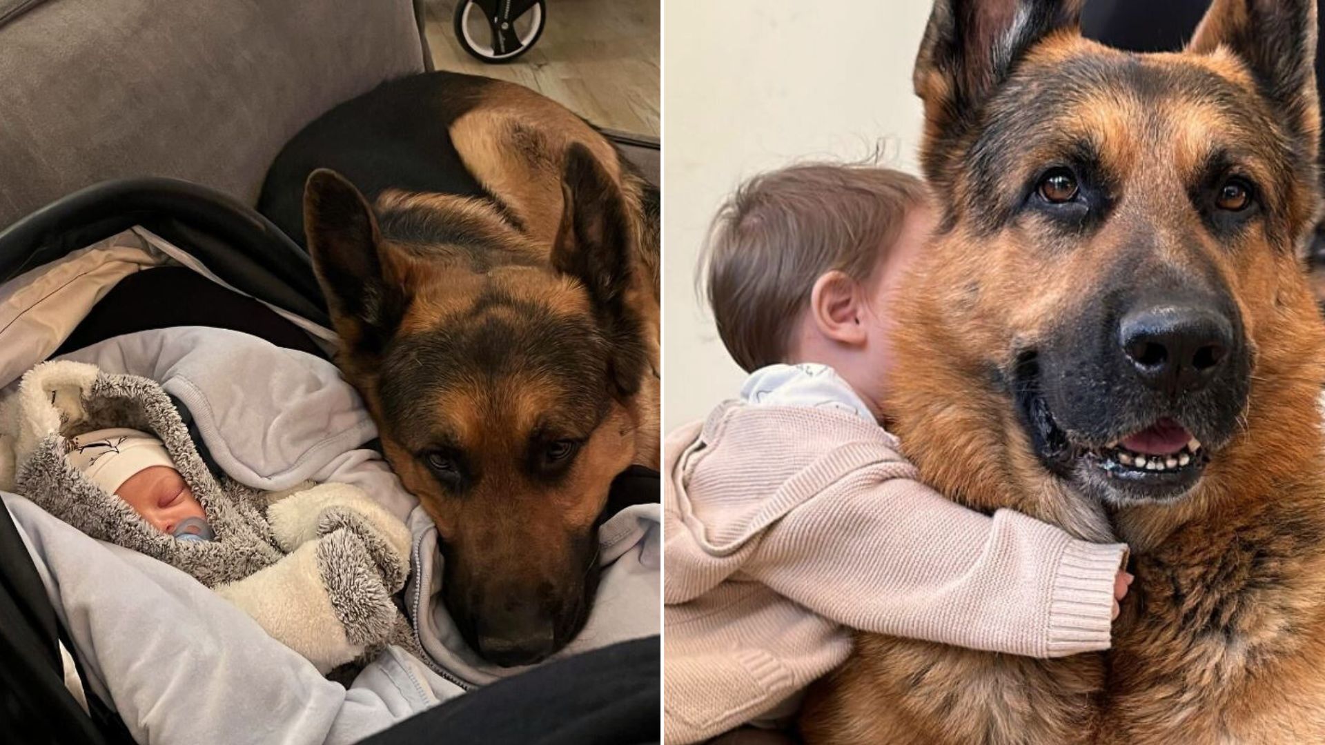 Giant German Shepherd Falls In Love With His Baby Brother And Becomes A Devoted Nanny