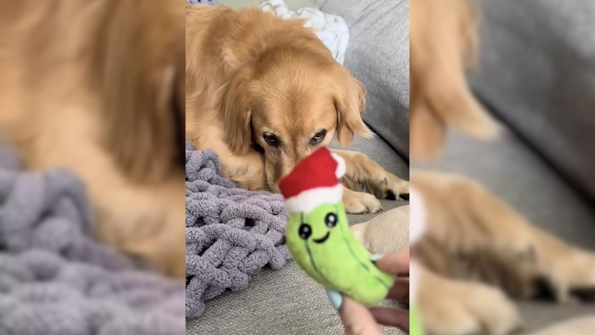 Golden Retriever Obsessed With His Puppyhood Toy