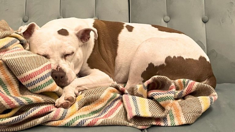 photo of a dog sleeping