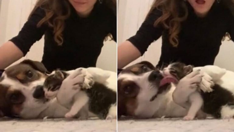 Grieving Dog Welcomes A New Feline Family
