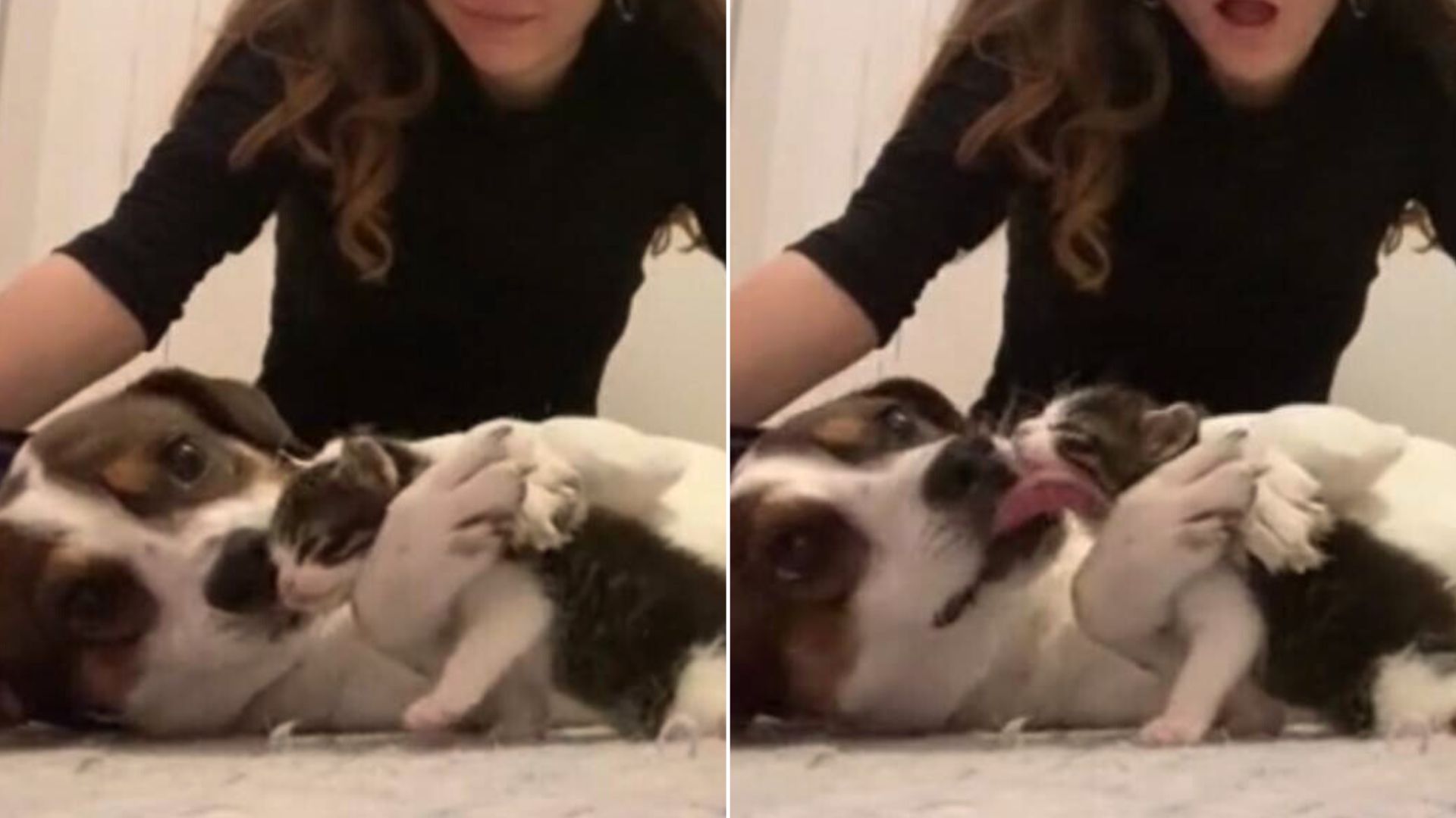 Grieving Dog Welcomes A New Feline Family Member With Hugs And Kisses 