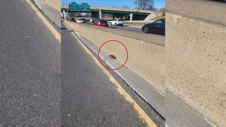 animal in the middle on the highway