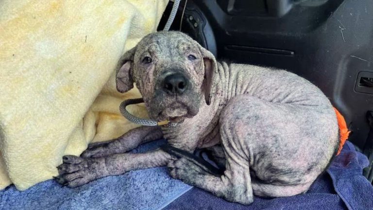 hairless puppy transformation
