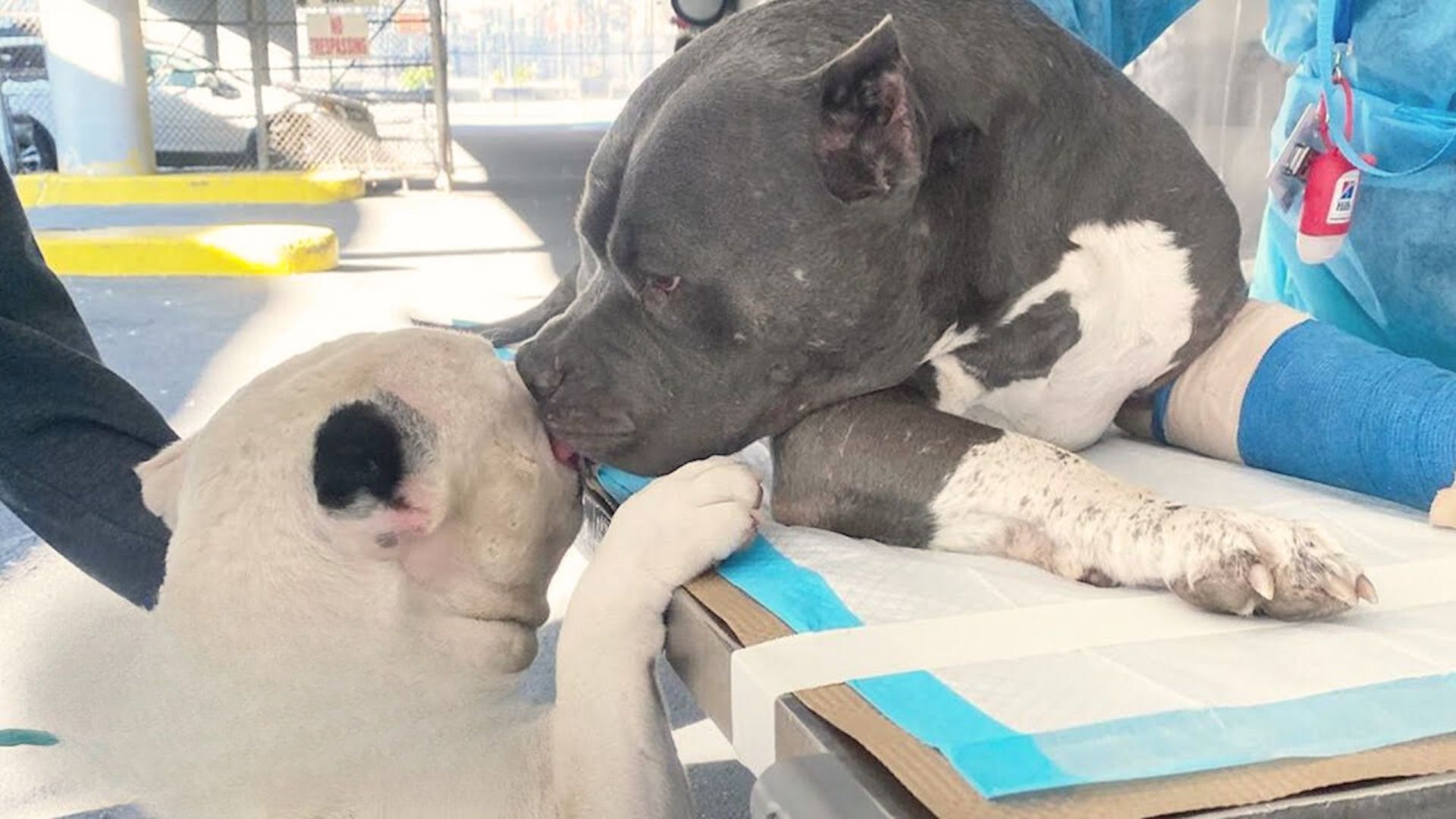 Heartbroken Pitties Comfort Each Other After Losing Their Dad In A Hiking Accident