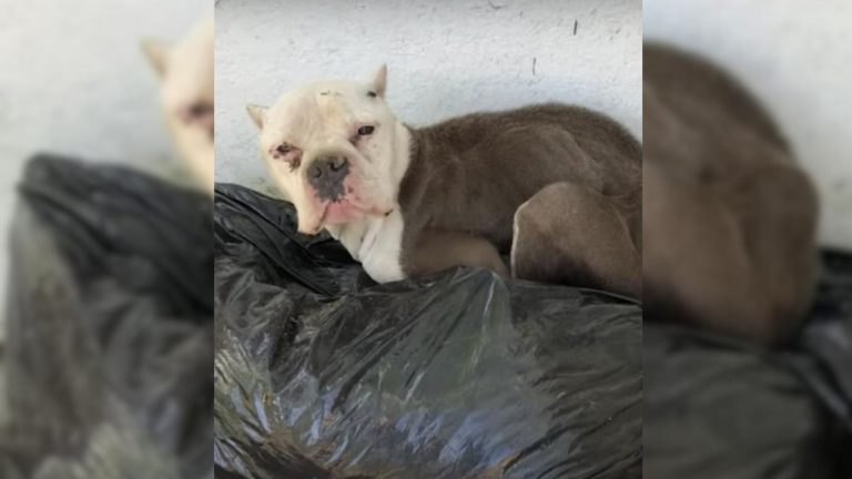 dog and trash