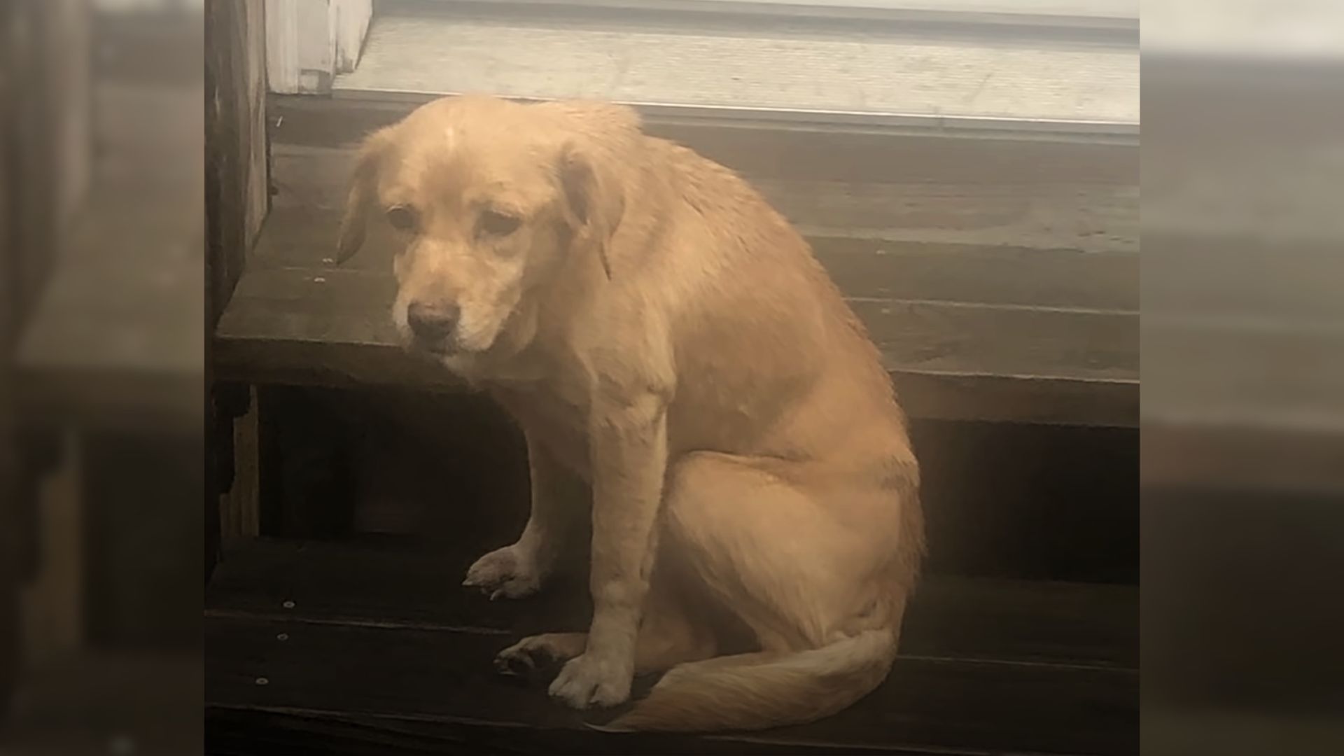 brown stray dog
