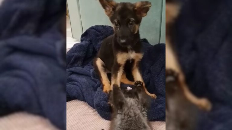 injured german shepherd
