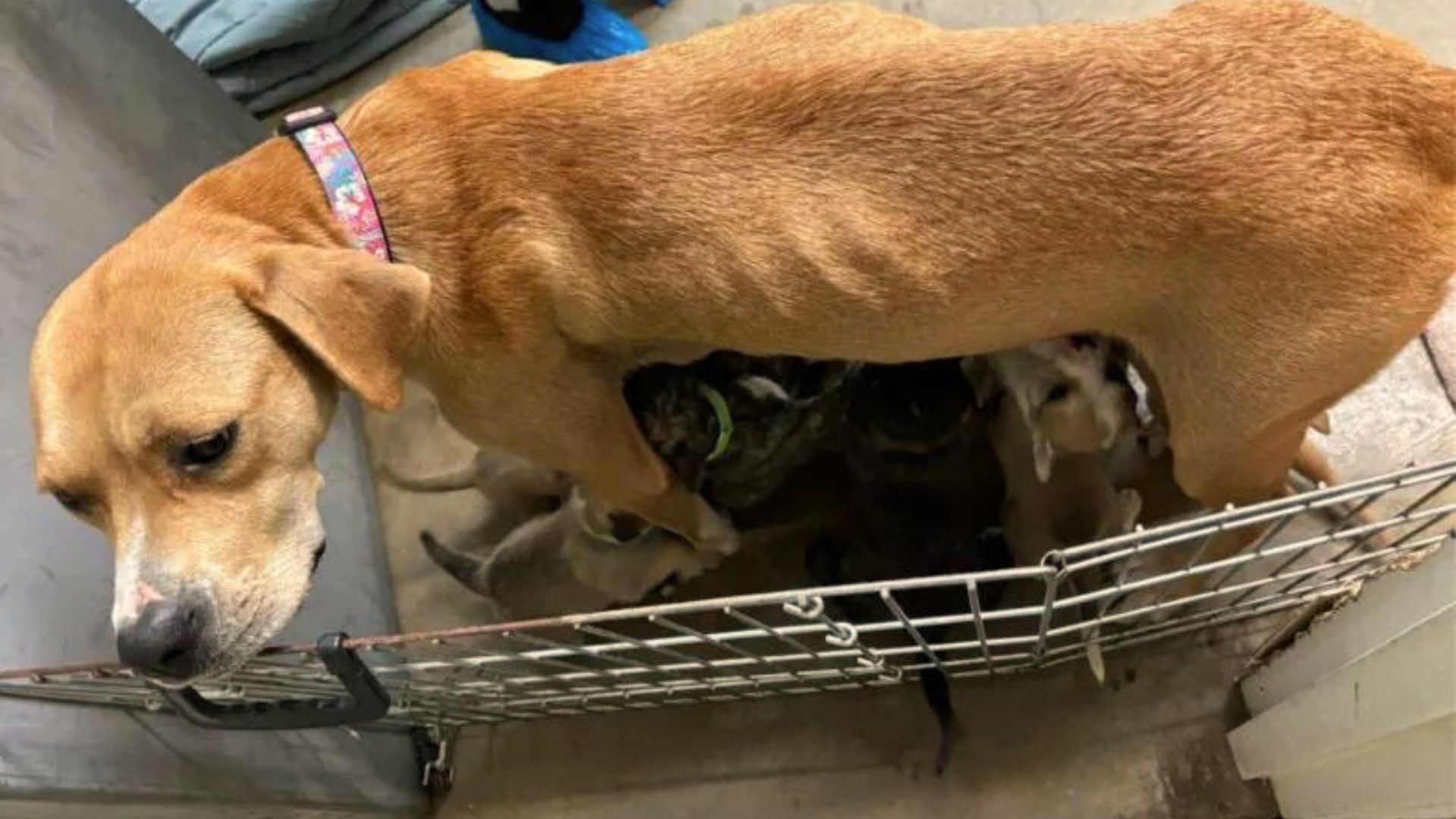 Mama Dogs Who Helped Each Other Raise 18 Pups Are Finally Looking For A Furever Home