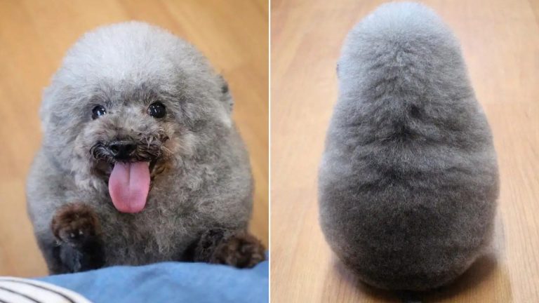 photo of a fluffy dog