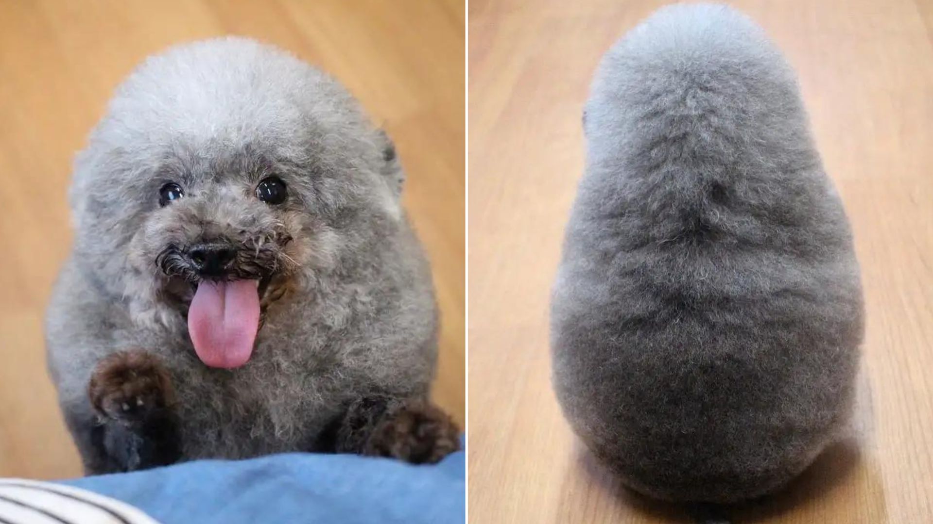 This Adorable Doggo Steals Everyone’s Hearts With His Sheep-Like Appearance