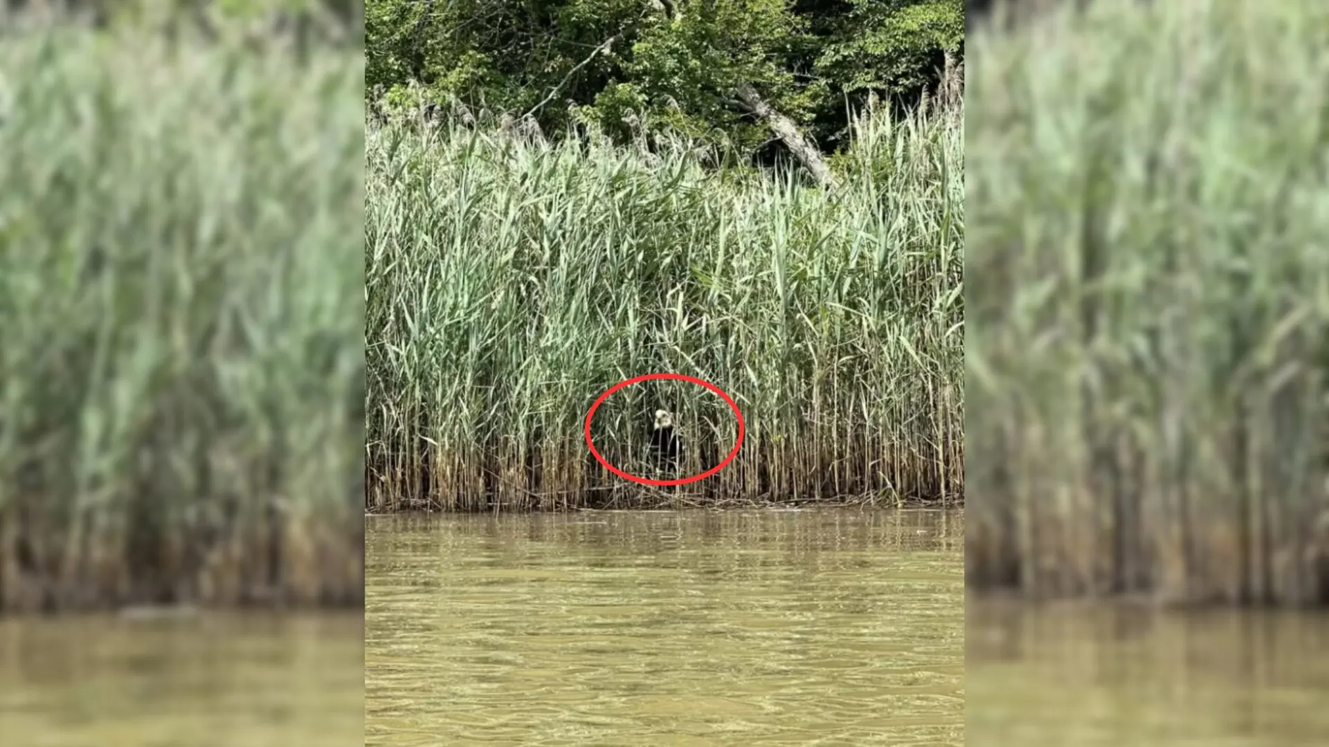 This Kayaker Noticed Something Strange In The Reeds So He Decided To Investigate