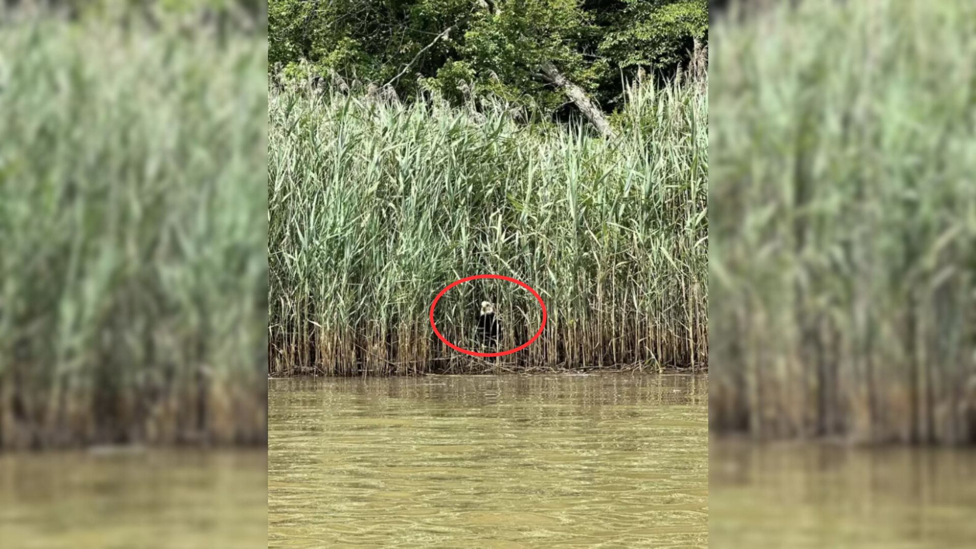 Kayaker Couldn’t Believe His Eyes After Realizing What Was Staring At Him From The Reeds