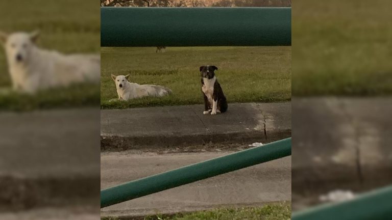 photo of a loyal dog with injured dog