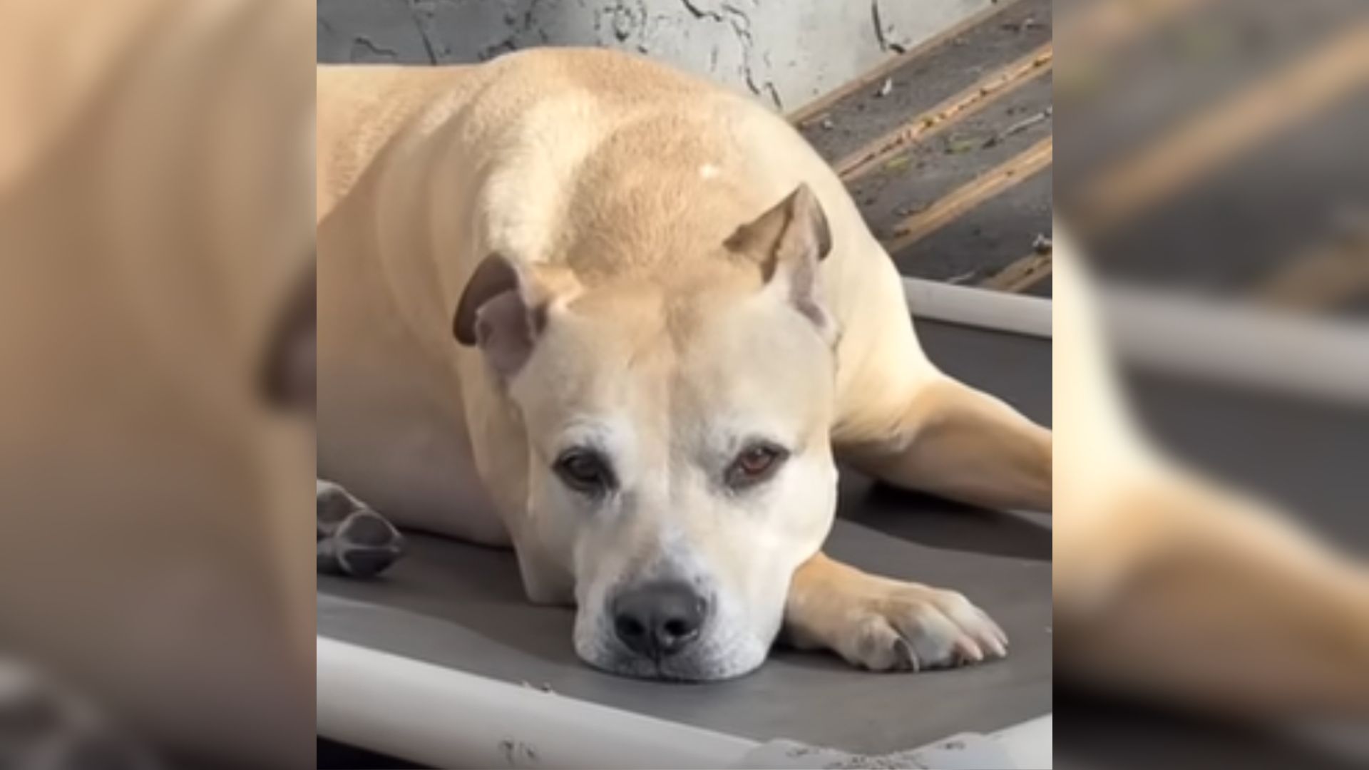 Cute stray dog laying down