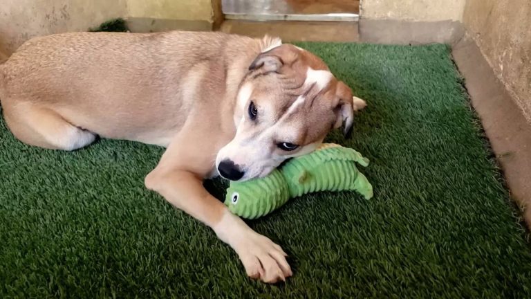 scared dog lying with a toy