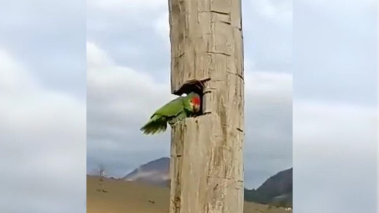 parrot in a hollow bark