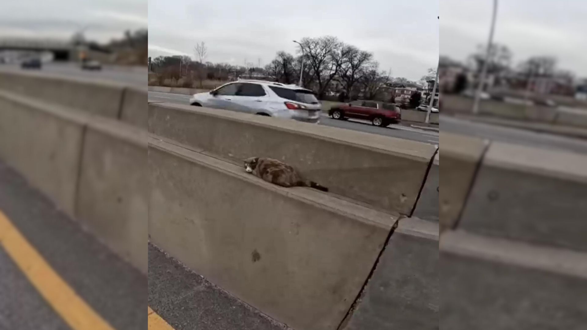 Man Spots Something Strange Between The Highway, Soon Realizes It’s Moving