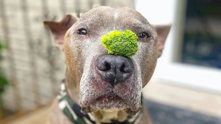close-up photo of a pitbull