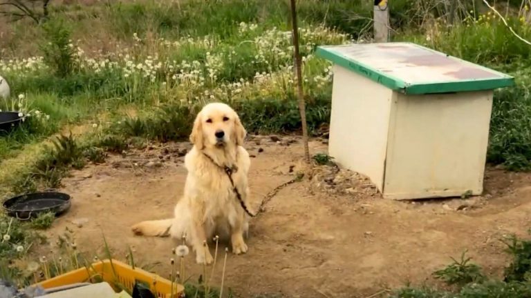 Neglected Dog Tied To A Chain Never Experienced Love