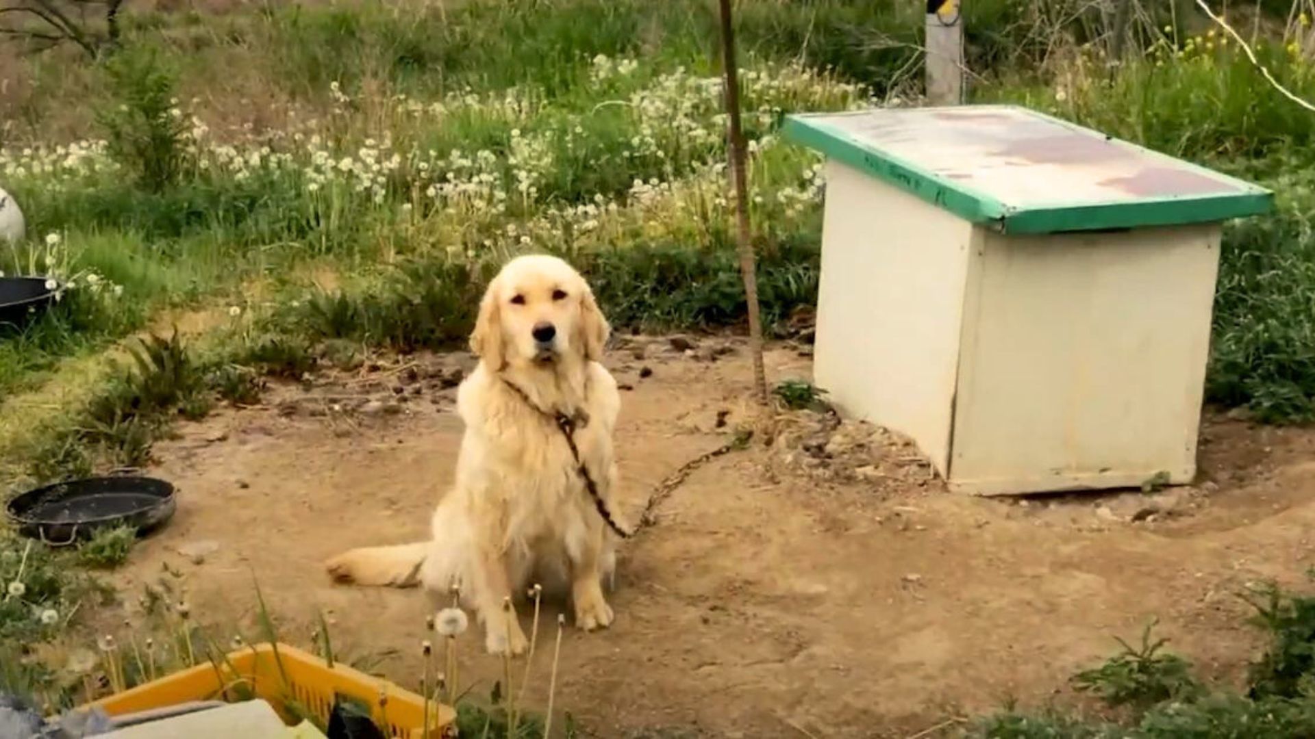 Neglected Dog Tied To A Chain Never Experienced Love Until A Good Person Came In Her Life