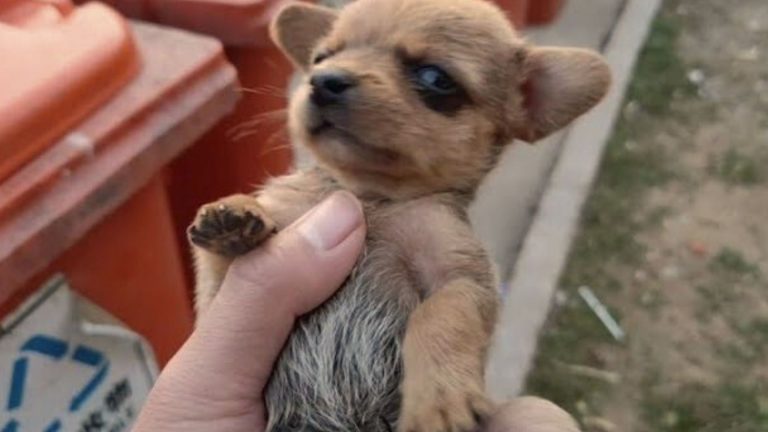 cute puppy in hands of human