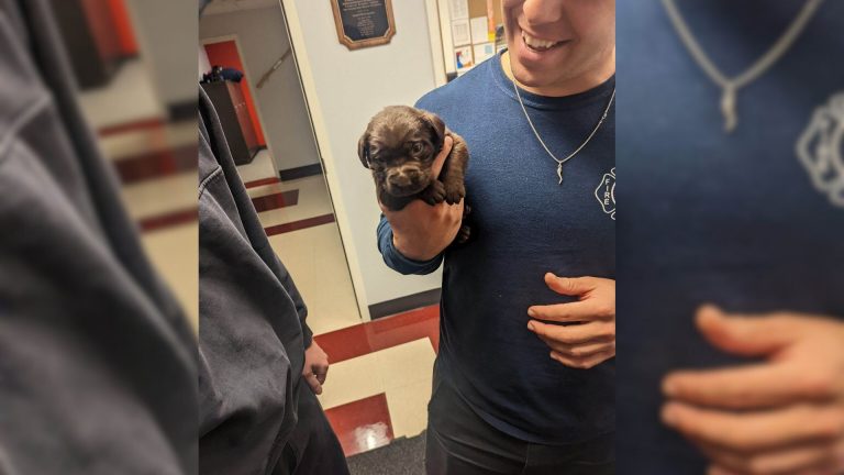 firefighter with puppy